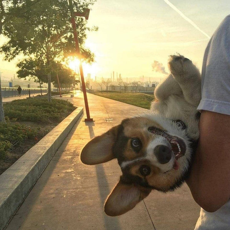 New dog